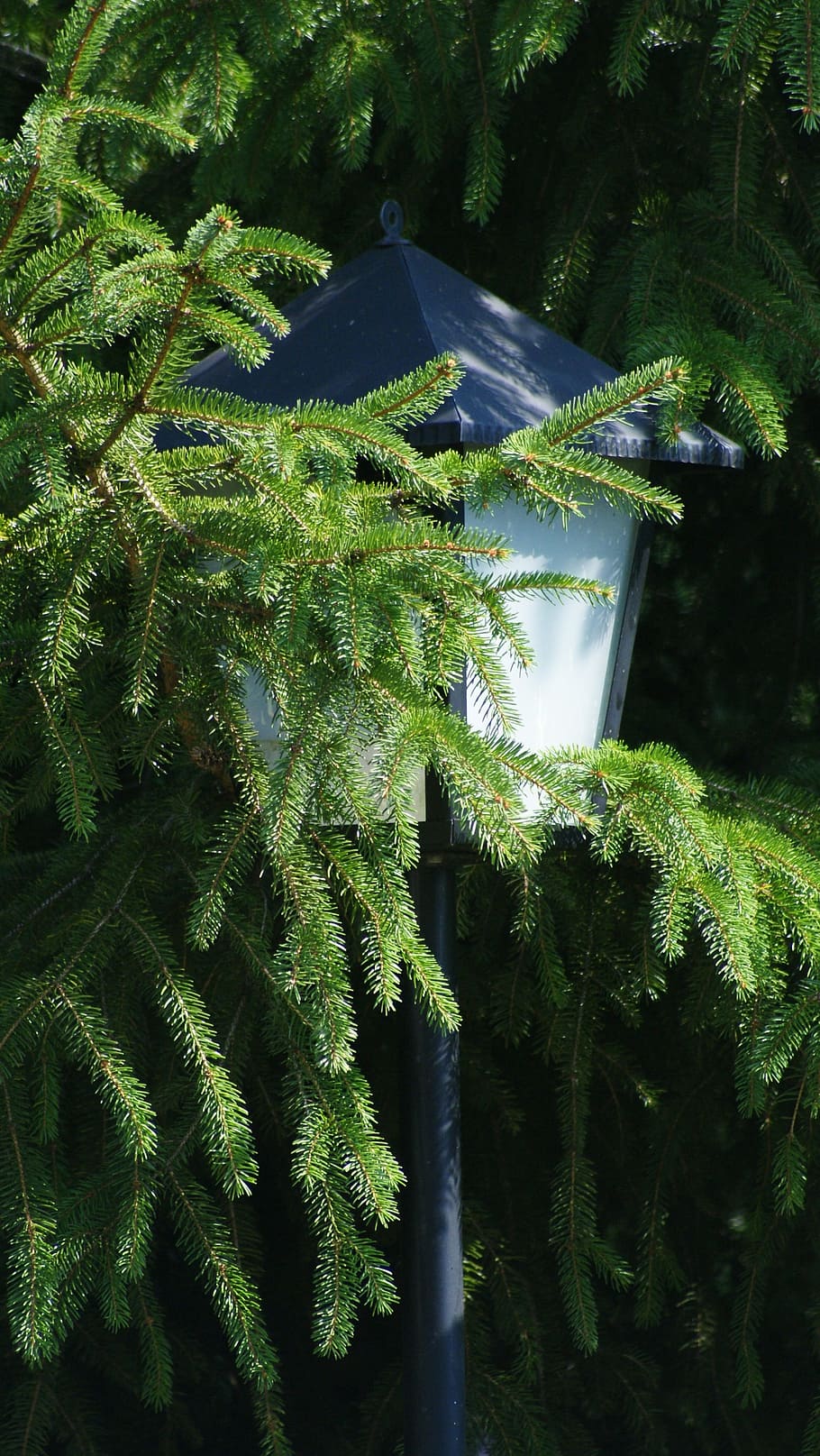 lamp, pine, light, light bulb, lighting, plant, growth, green color HD wallpaper