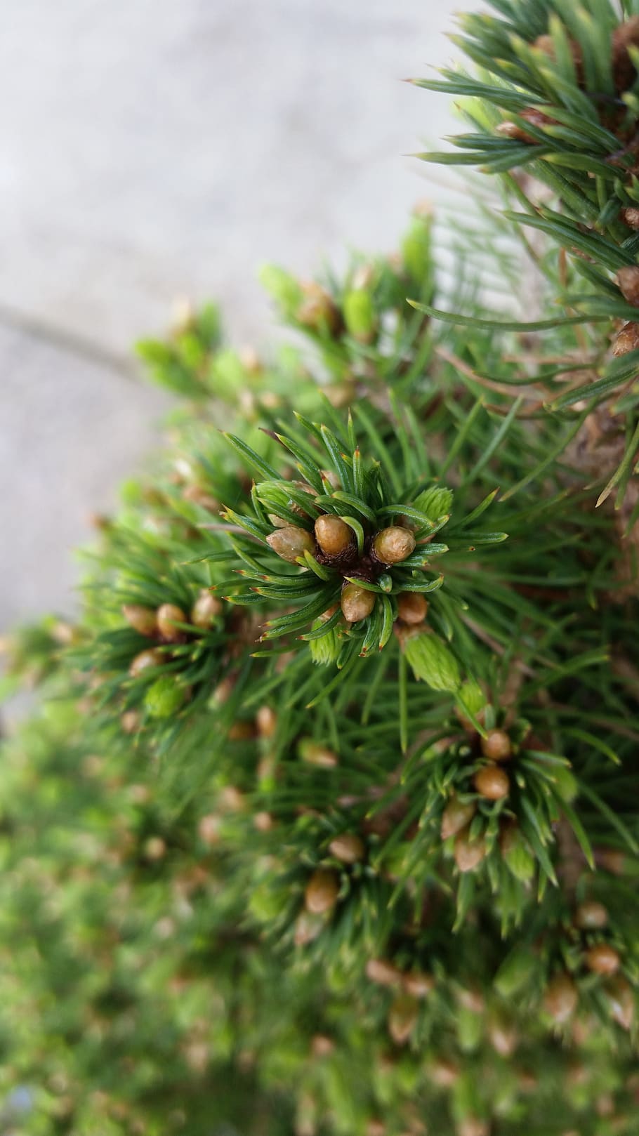tree, needle, pine, evergreen, nature, cone, fir, spruce, closeup HD wallpaper