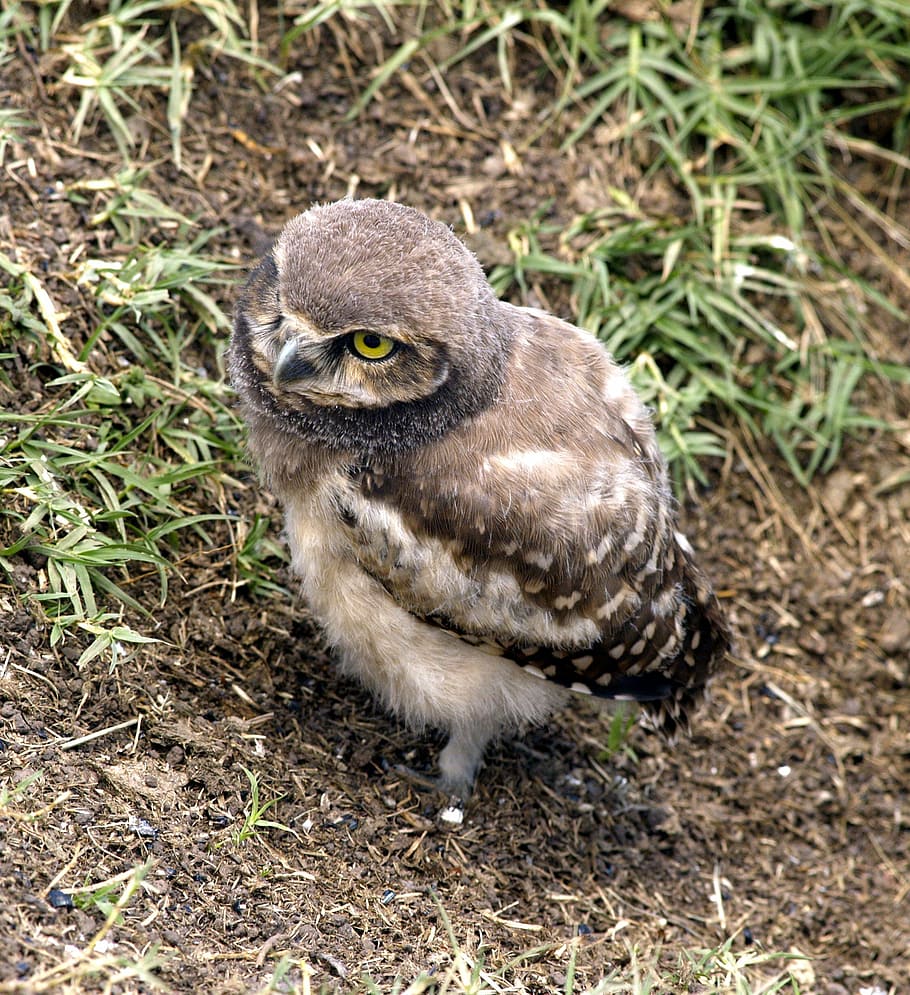 owl, young, bird, fly, wings, feather, wildlife, beak, dom HD wallpaper