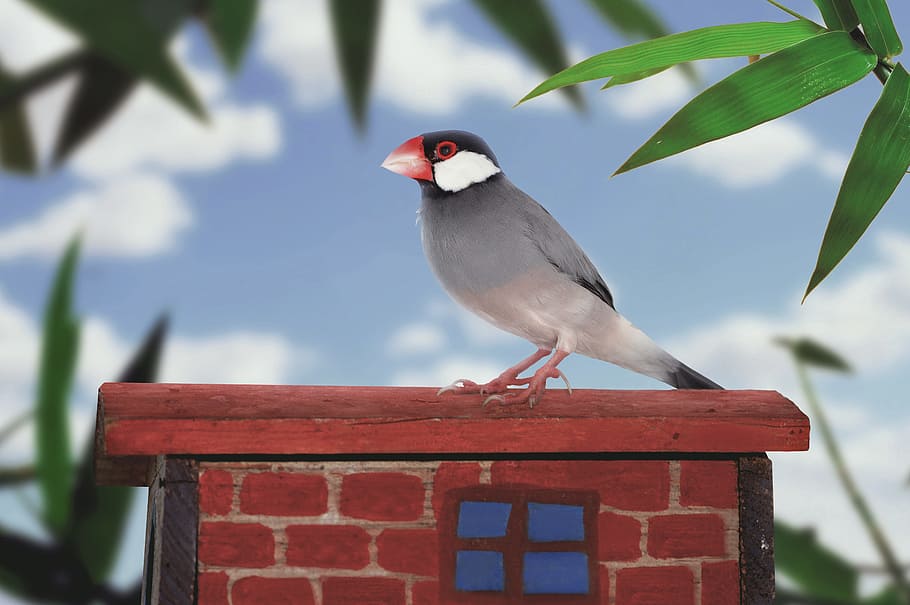 java sparrow, bird, ave, little bird, wallpaper, animal wildlife HD wallpaper