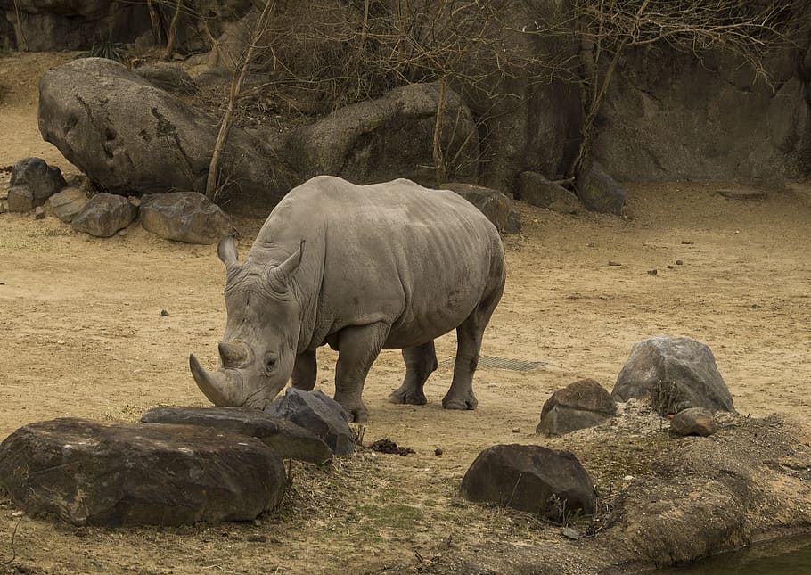rhinoceros, rhinos, zoo, animal, reserve, habitat, outdoors, HD wallpaper