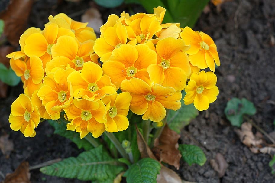 flower, primrose, orange, spring, season, floral, garden, flowering plant HD wallpaper