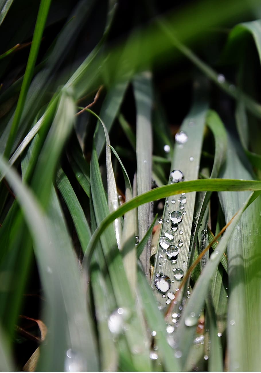 grass, drop, macro, drops, plant, growth, green color, selective focus HD wallpaper