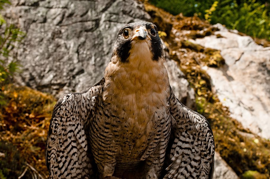 Falcon, Raptor, Bird, peregrine, falconry, perched, one animal