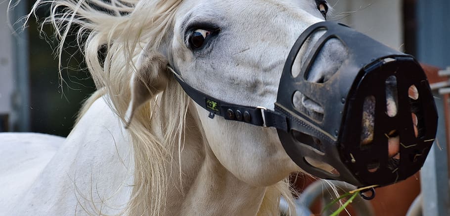 mold, horse, animal, muzzle, white horse, domestic animals HD wallpaper