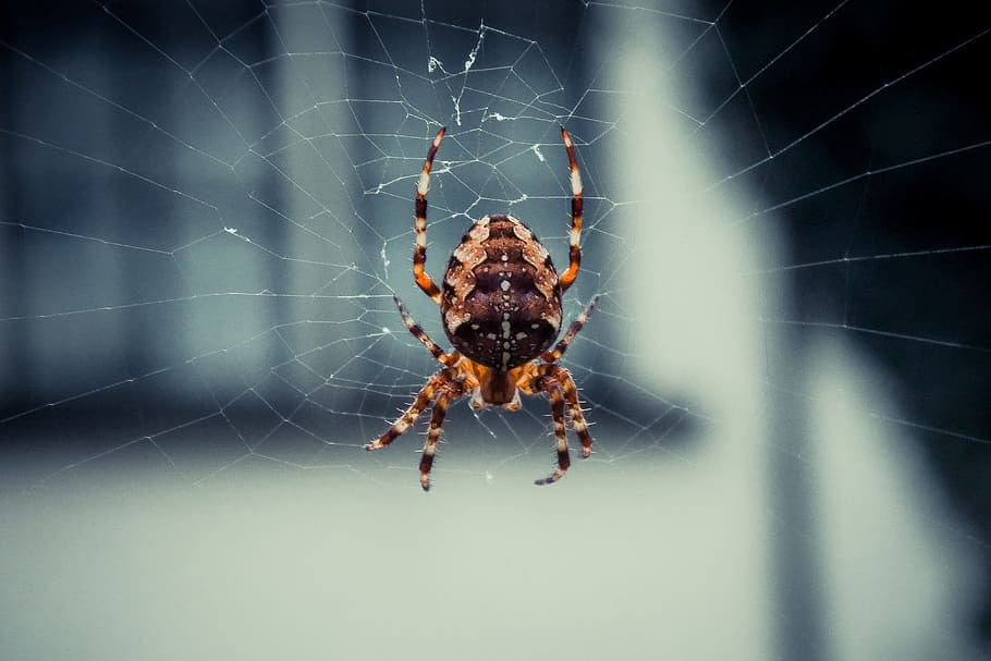 spider, spiderweb, nature, cobweb, animal, insect, arachnid HD wallpaper