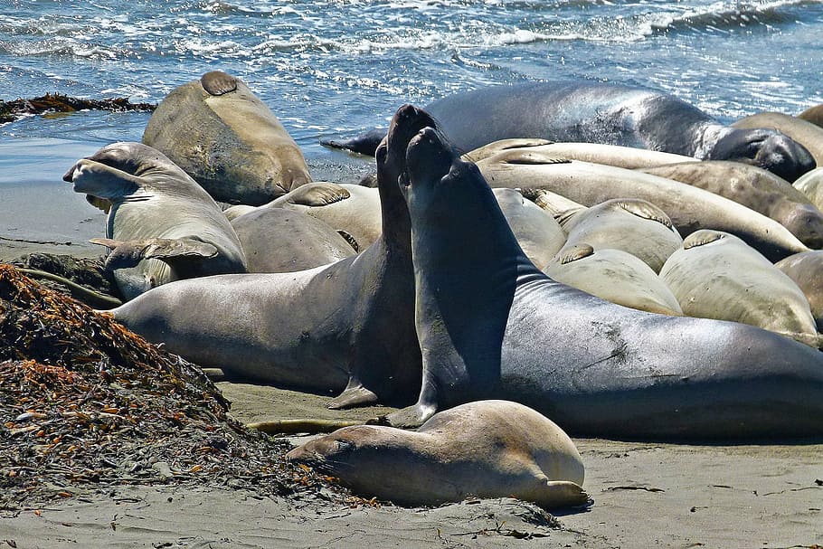 seals, animals, pacific, beach, coast, marine, relaxing, resting HD wallpaper