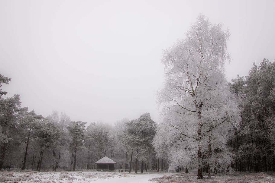 Tree, Cabin, Snow, Landscape, Nature, forest, wooden, building HD wallpaper