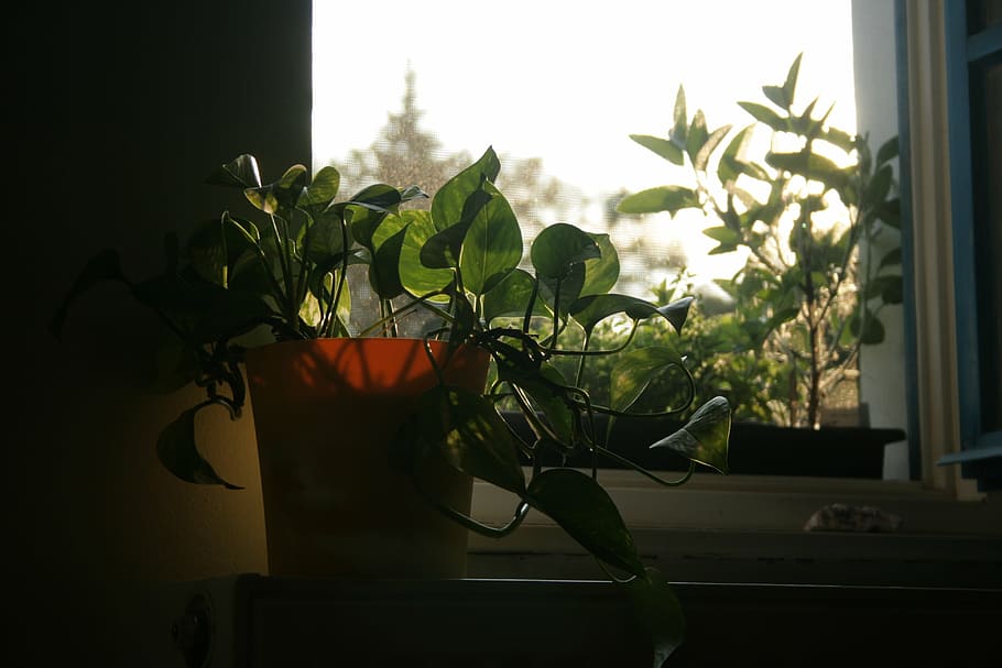 flower, window, light, morning, west, plant, growth, plant part HD wallpaper