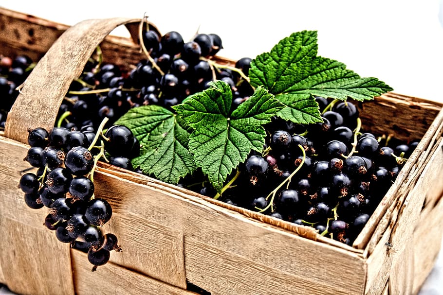 currant, black, berries, nature, delicious, summer, black currants HD wallpaper