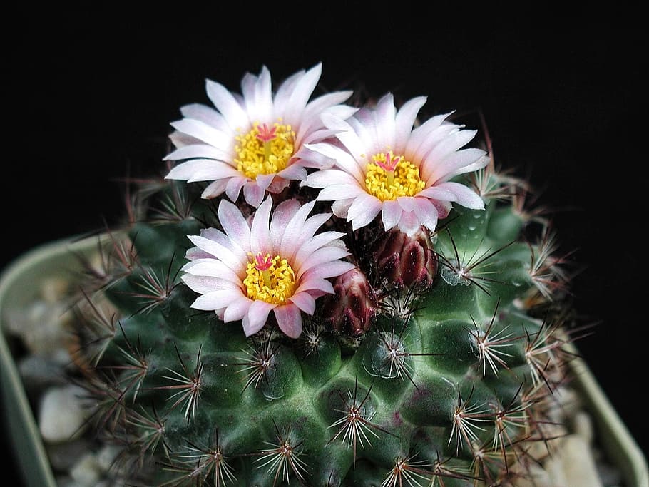 picture, cacti, macro, flower, flowering plant, fragility, freshness HD wallpaper