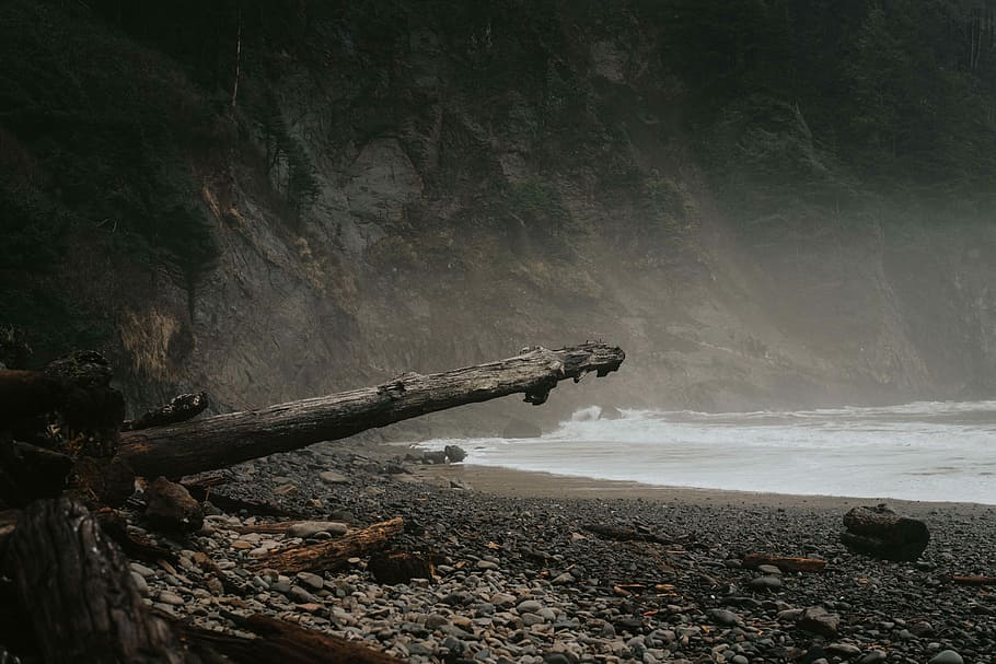 brown tree trunk at the shoreline, seashore during daytime, beach HD wallpaper