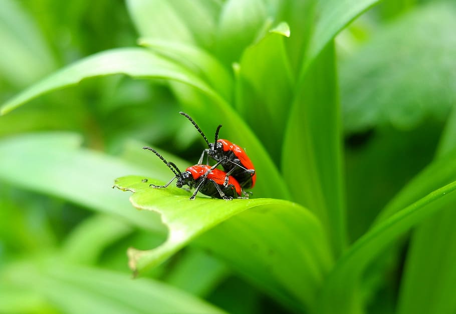 beetle, lily beetle, red bug, foliage, nature, invertebrate HD wallpaper