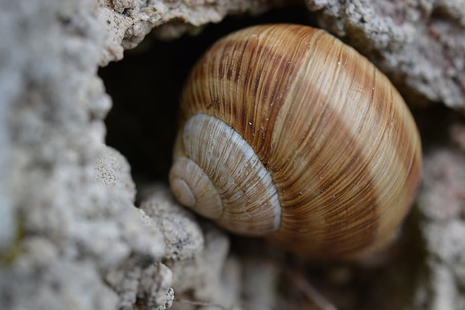 snail, animal, shell, nature, snail shell, animal wildlife HD wallpaper
