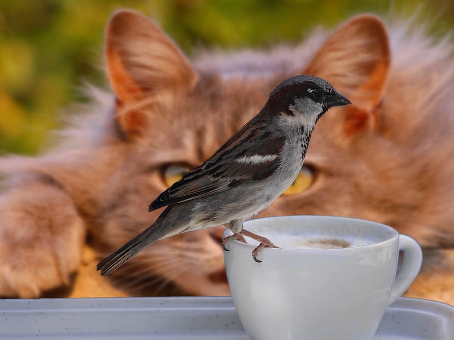 brown sparrow perched on white ceramic teacup, bird, coffee, cat