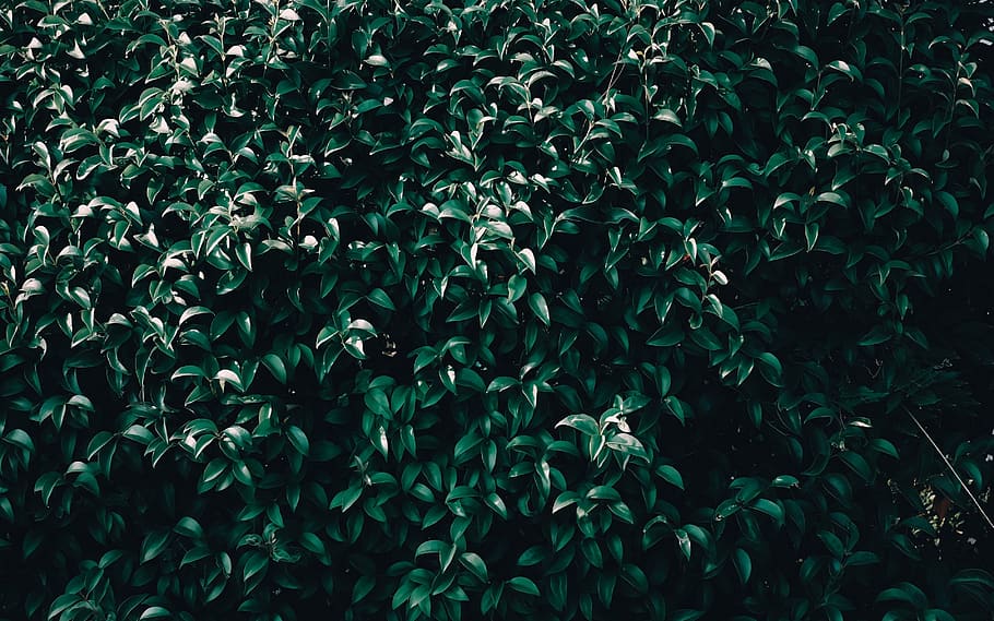 background, sheet, plant, nature, full frame, growth, backgrounds HD wallpaper