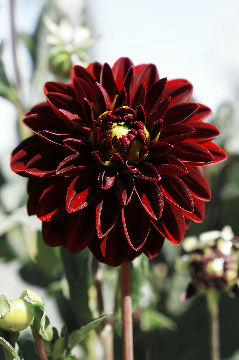flower, blossom, bloom, red, nature, garden, plant, close, flowering plant HD wallpaper