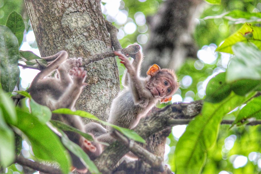 monkey, kerala, wayanad, monkeys, animal wildlife, animals in the wild HD wallpaper