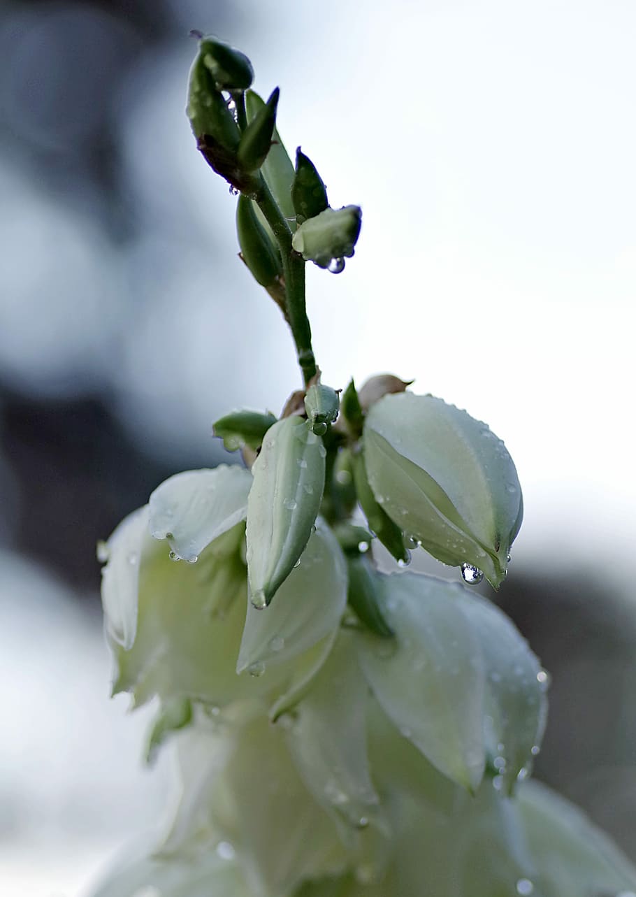 Flower, Drops, Cream, Clear, Wet, rain, water, after the rain HD wallpaper