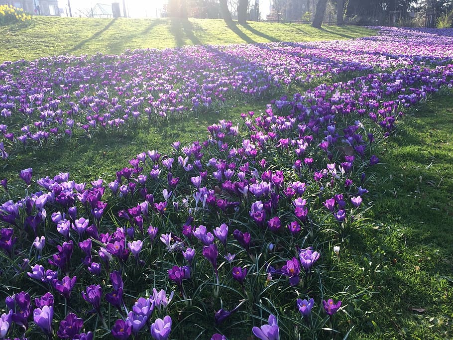 spring, crocus, purple, park, spring awakening, flower, nature HD wallpaper