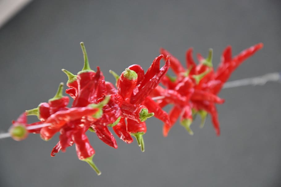 eat, food, pods, sharp, red, chili, vegetables, piquant, spice HD wallpaper