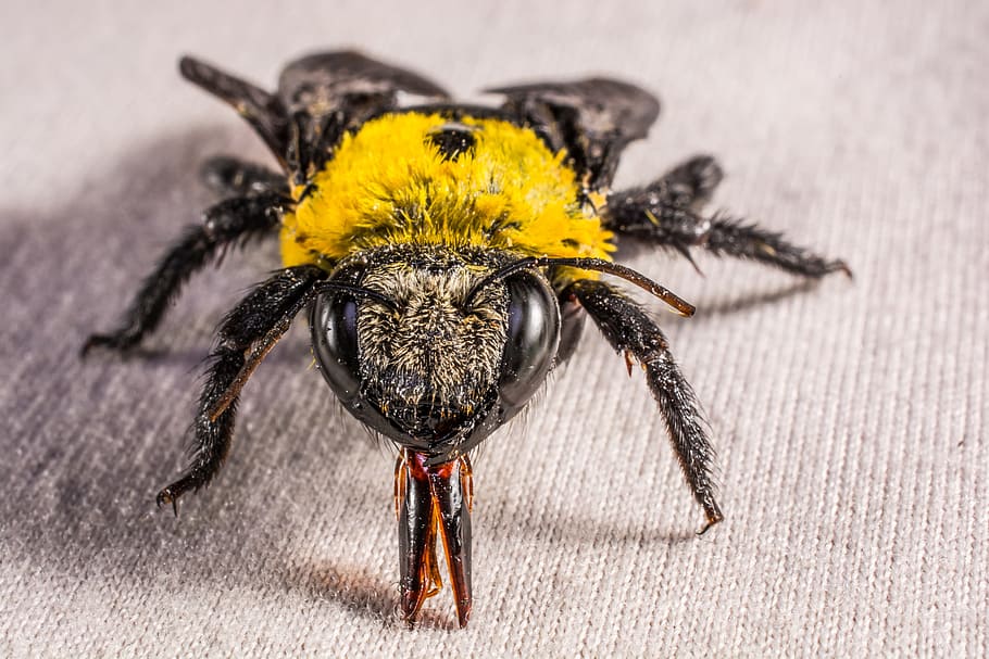 insect, beetle, fly, whopper, close, invertebrate, animal themes HD wallpaper
