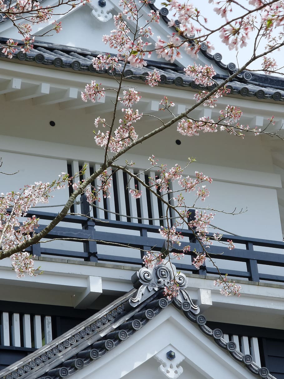 Japan, Temple, White, Cherry, Cherry, Blossom, architecture HD wallpaper