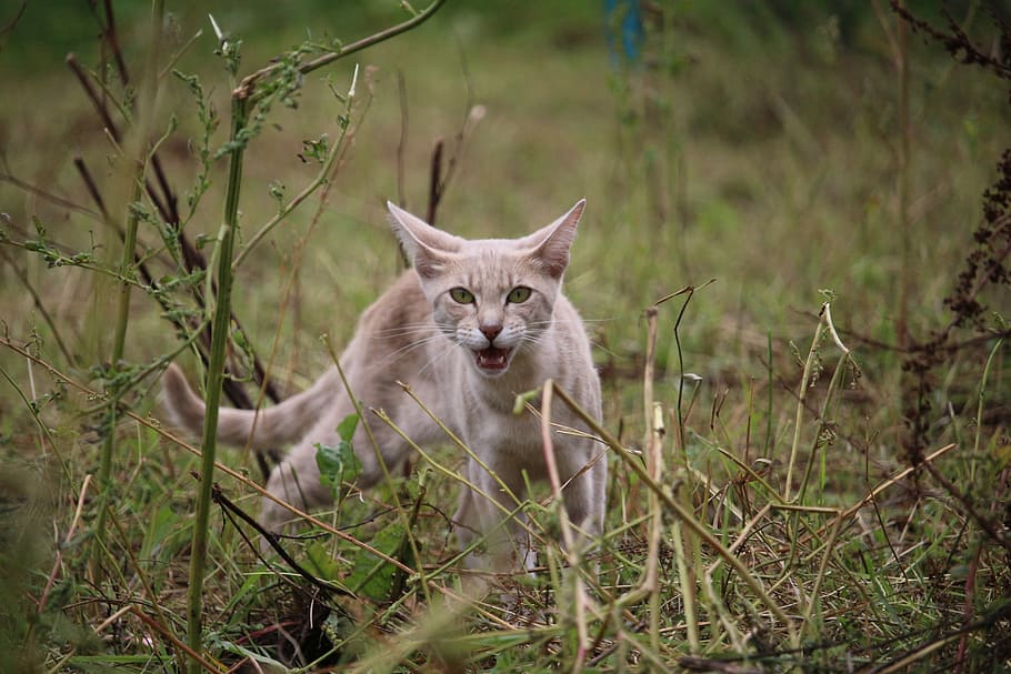 cat, mieze, meow, grass, breed cat, animal, animal themes, mammal HD wallpaper