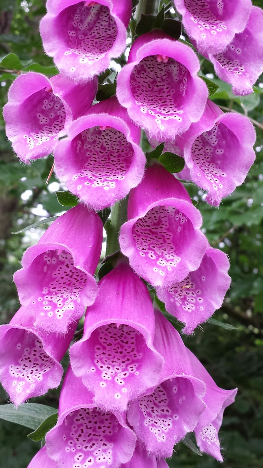Thimble, Pink, Flower, Blossom, summer, bloom, pink color, fragility HD wallpaper