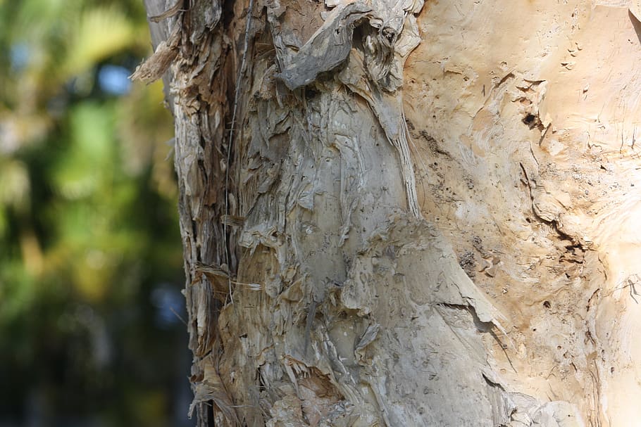 paperbark, melaleuca, trunk, tree, brown, organic, texture HD wallpaper