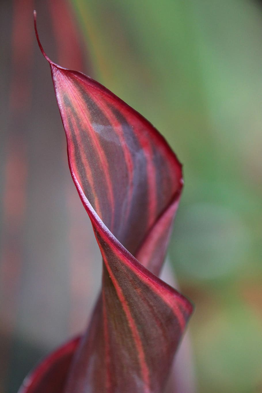 Leaf, Plant, Rolled, nature, growth, red, no people, close-up HD wallpaper