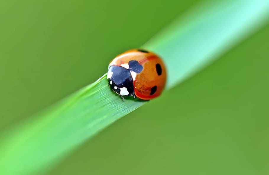 selective focus photography of red ladybug perching on green leaf HD wallpaper