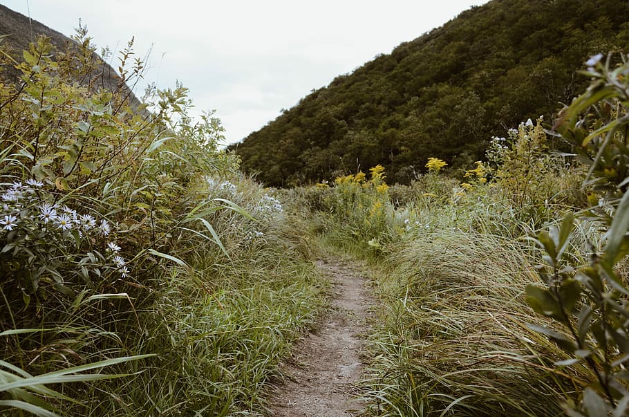 pathway on grass field beside on hill during daytime, pathway surrounded with green grass HD wallpaper