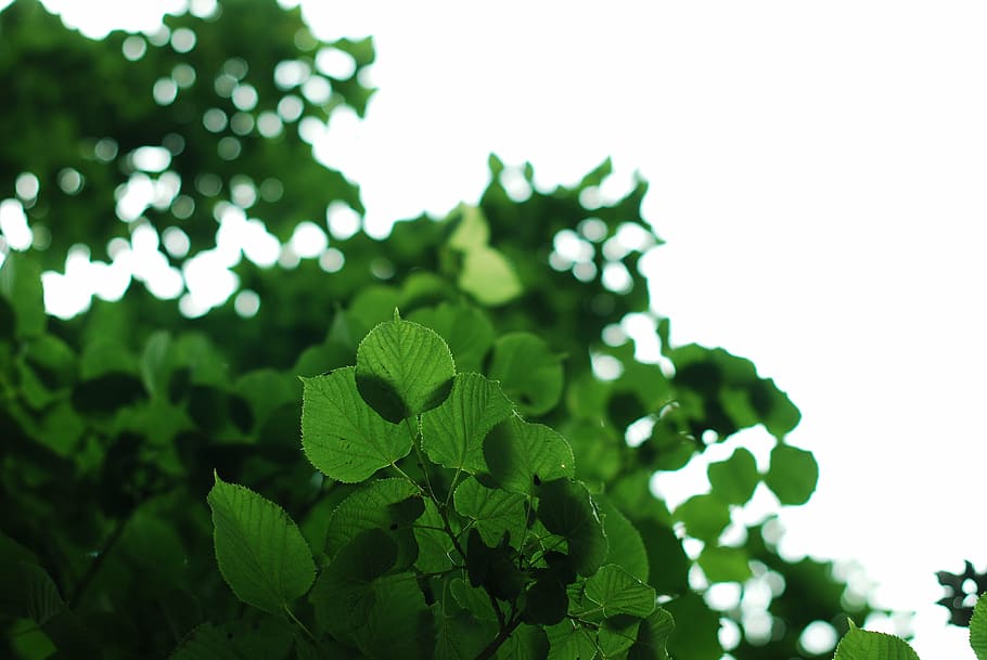 green, leaves, nature, leaf, environment, summer, spring, freshness HD wallpaper