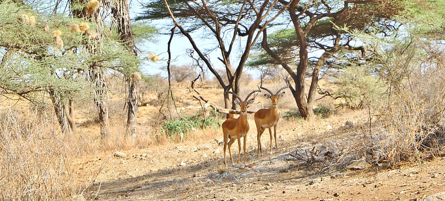 nature, safari, tree, grass, wildlife, antelope, animal, african