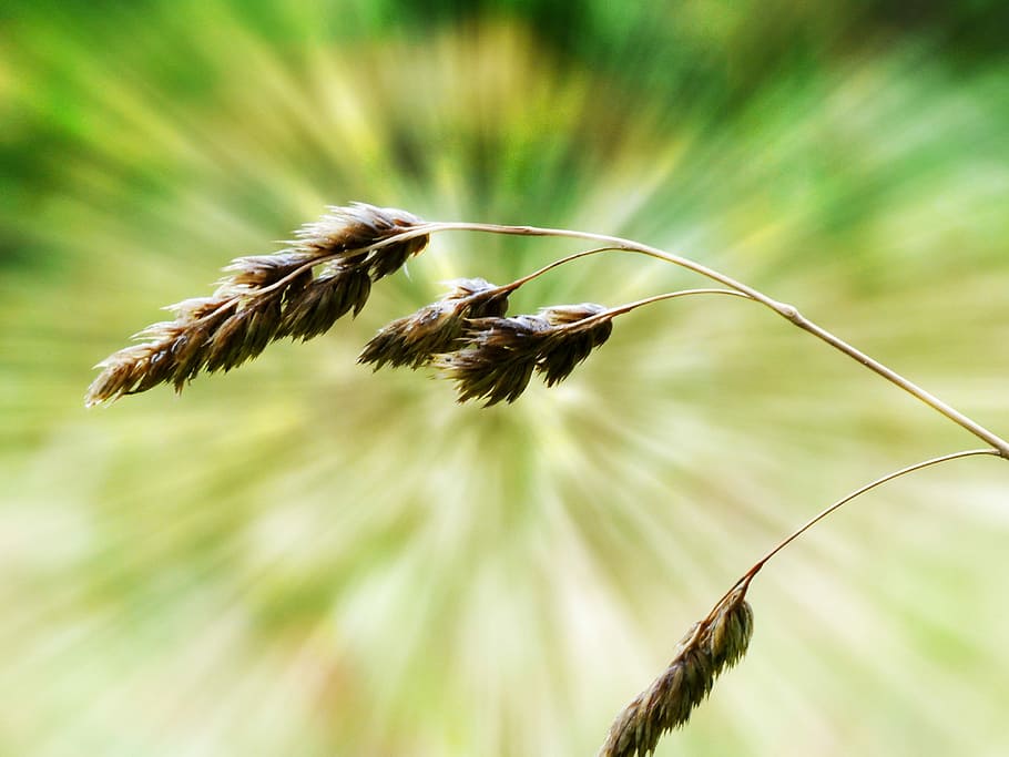 Grass, Nature, Close-Up, Macro, Meadow, field, sunlight, fresh HD wallpaper