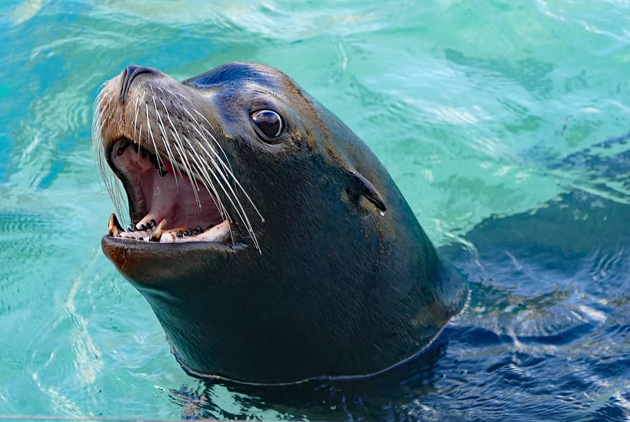 sea lion, tooth, wilhelma zoo stuttgart, waters, swim, ocean, HD wallpaper