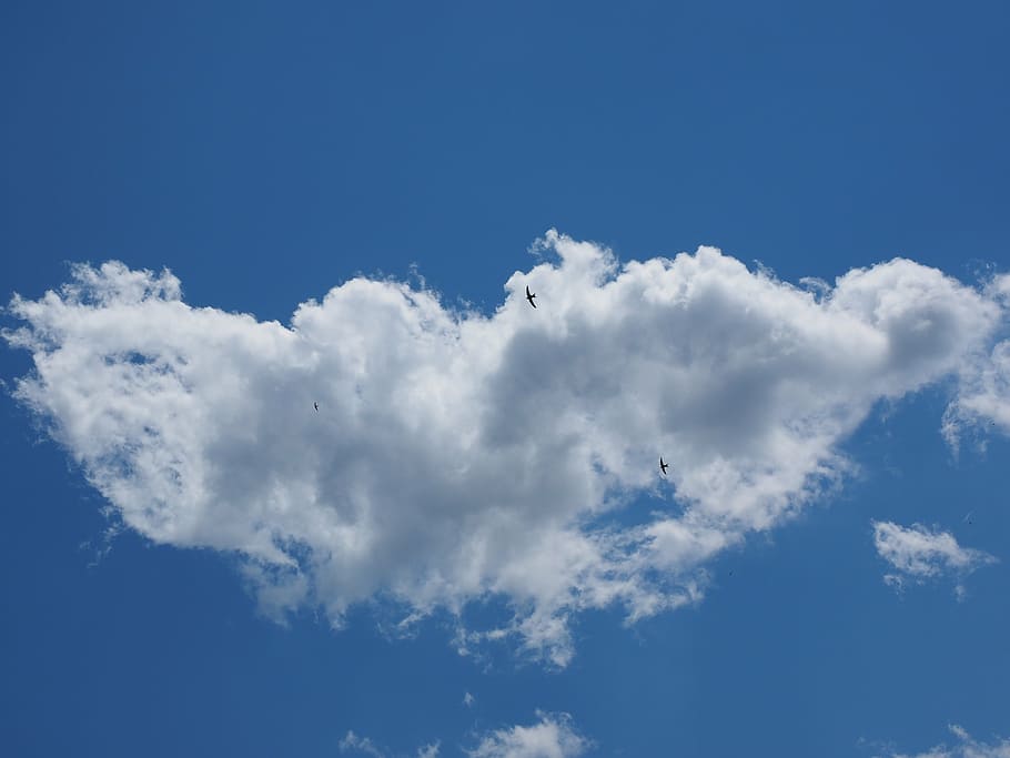 sky, cloud, blue, clouds form, white, cumulus clouds, birds HD wallpaper