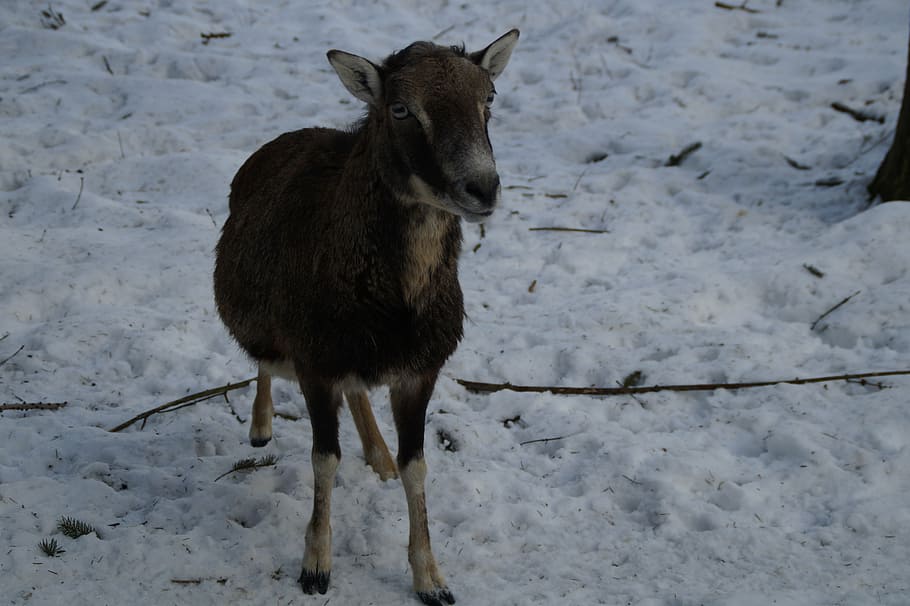 sheep, mouflon, winter, snow, winter fur, wintry, cold, white HD wallpaper