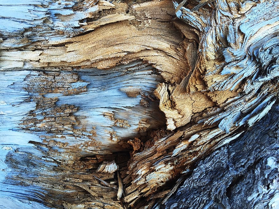old, wood, dry, rotten, pattern, material, macro, structure HD wallpaper