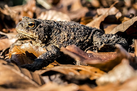 common toad, amphibians, nature, animal, animal themes, animal wildlife HD wallpaper