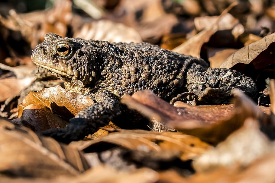 common toad, amphibians, nature, animal, animal themes, animal wildlife HD wallpaper
