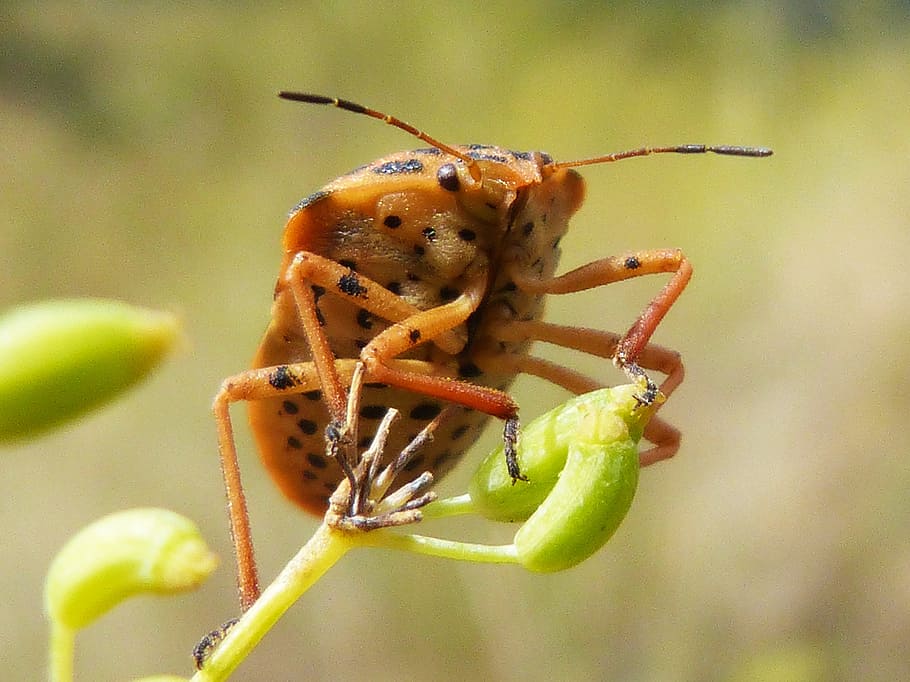 insect, beetle, seed, nature, invertebrate, animal wildlife HD wallpaper