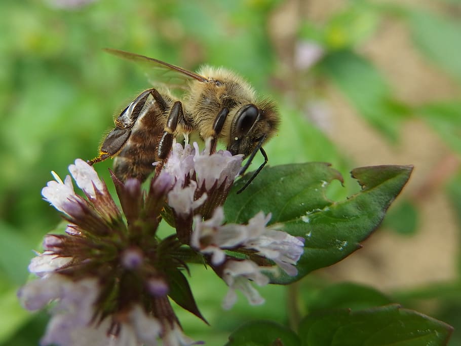 bee, mint, insect, purple, flowers, flowering plant, beauty in nature HD wallpaper