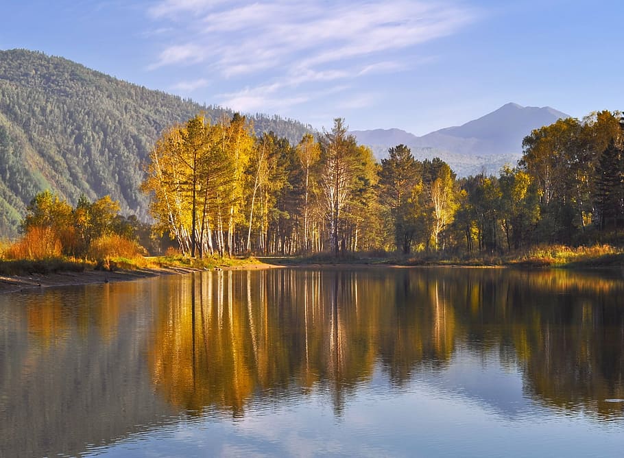body of water, forest, nature, landscape, trees, yellow, gold HD wallpaper