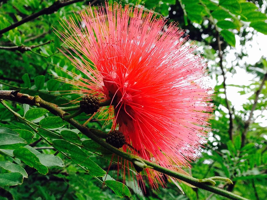 Exotics, Blossom, Bloom, Avatar, tropical, flowers, tree, forest HD wallpaper