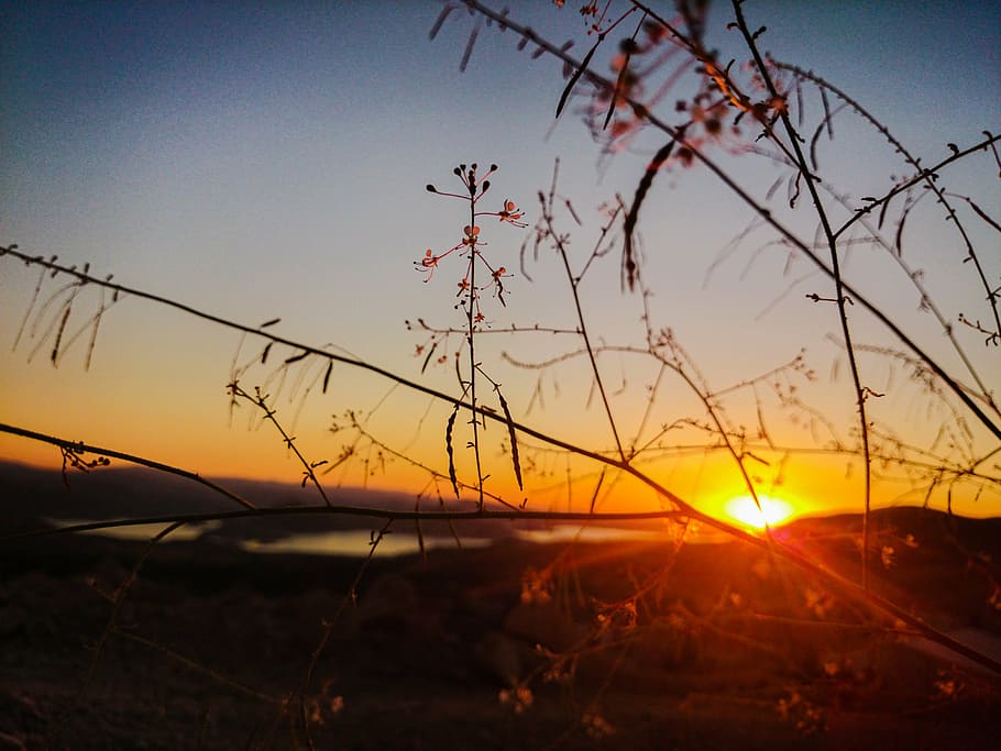 sunset, branches, solar, sky, orange color, nature, tranquility HD wallpaper
