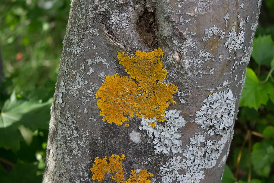 tree, summer, natural, nature, wood, sunlight, tree trunk, plant HD wallpaper