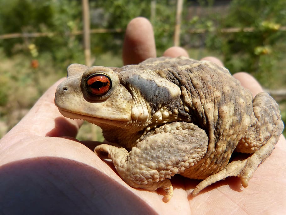 toad, bufo bufo, sky, rough skin, batrachian, hand, human hand HD wallpaper