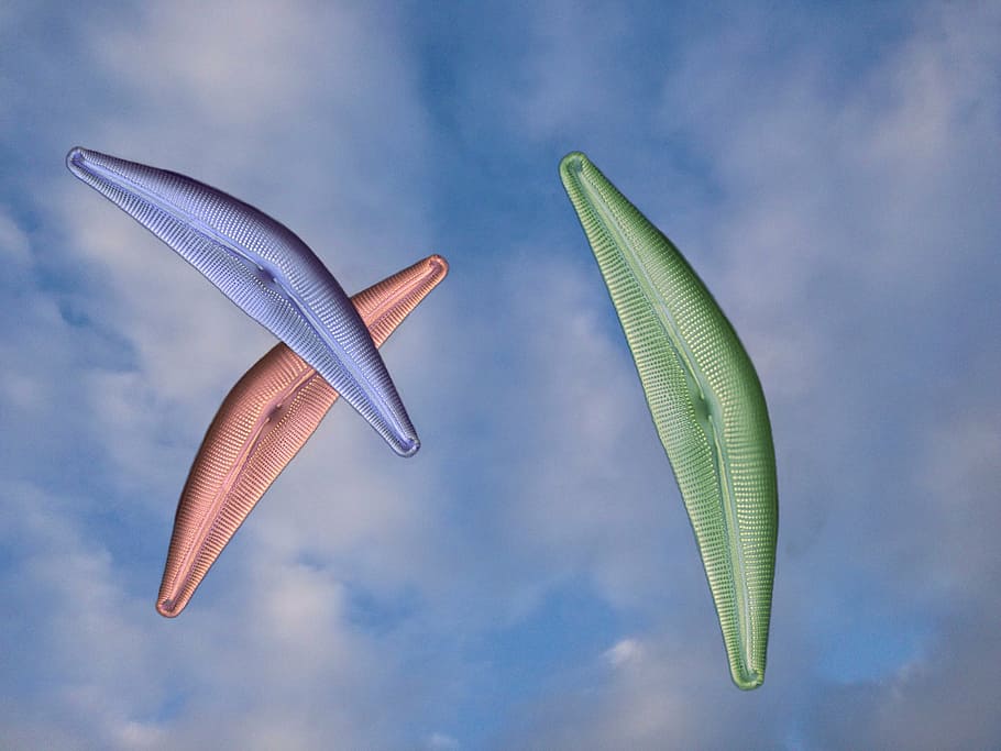 diatom, algae, design, sky, diatomaceous, diatomite, frustule HD wallpaper